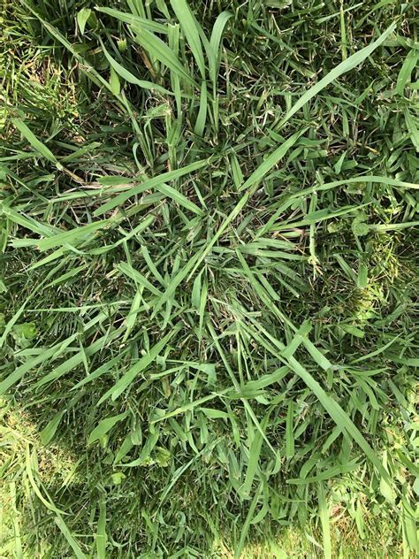 Crabgrass Or Clumped Fescue Lawncare