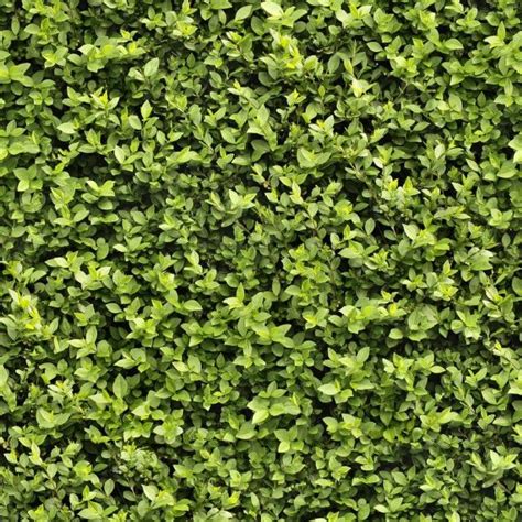 65 Free High Resolution Grass Textures Grass Textures Plant Texture