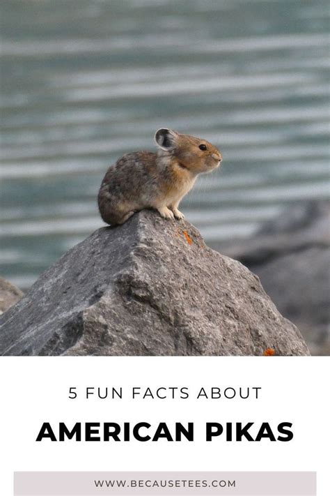 American Pikas 5 Fun Facts About This Small Mammal In 2022 American