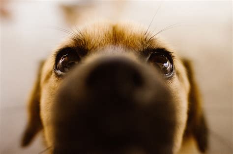 Free Images Nose Canidae Snout Dog Breed Close Up Puppy Eye
