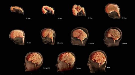Brain Development Embryo To Adult Photograph By Anatomical Travelogue