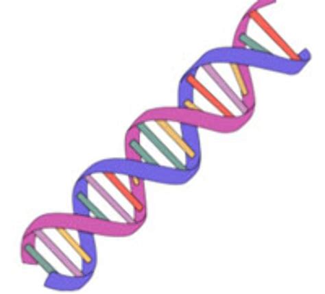 Download High Quality Dna Clipart Simple Transparent Png Images Art