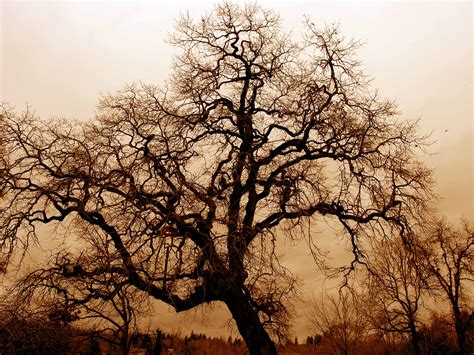 Filebare Oak Tree