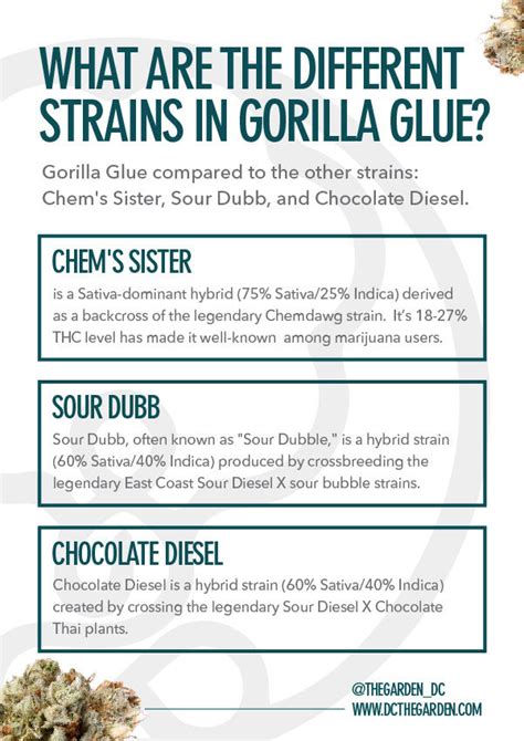 Gorilla Glue Weed Strain Effects And Benefits
