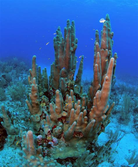 Stony Coral Disease Threatening Rare Pillar Coral Cayman Compass