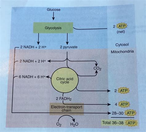 Atp Synthase And Glucose Catabolism Diagram Quizlet