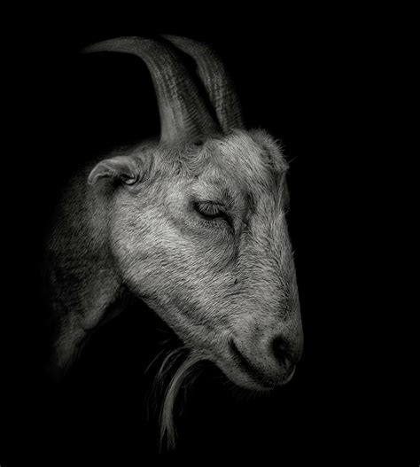 Portrait Of A Goat Photograph By David Gn Fine Art America
