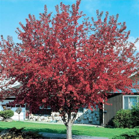 728 Gallon Coral Crabapple Prairiefire Flowering Tree In Pot With