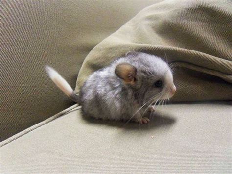 30 Baby Chinchilla Pictures That Will Simply Destroy You With Cuteness