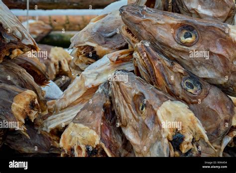 Drying Stockfish Cod Heads In Reine Fishing Village In Norway Stock