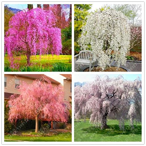Plants Seeds And Bulbs Gardening 20pcs Pink Fountain Weeping Cherry Tree