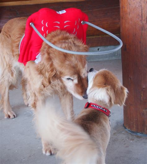 Knowing how to care for a blind dog can help prevent many frustrations, misunderstandings, and even injuries from occurring so dog owners should educate themselves on. These wings and halo help my blind dog 'see' - Dr. Marty ...