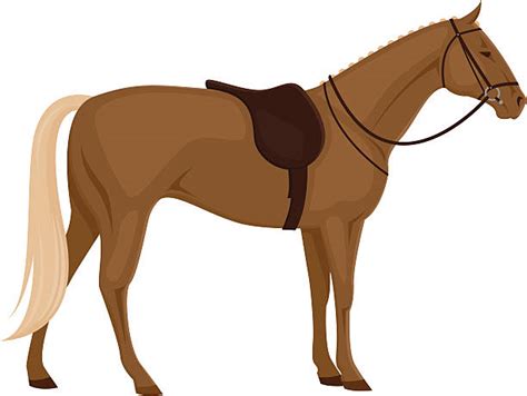 Palomino Horse Illustrations Royalty Free Vector Graphics