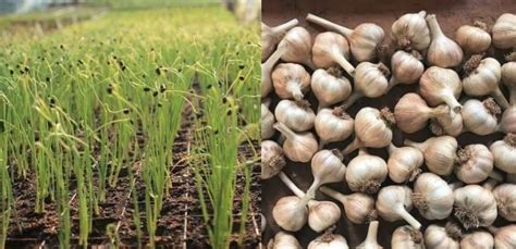 Garlic Farming Profit Per Acre In Kenya Prolatest