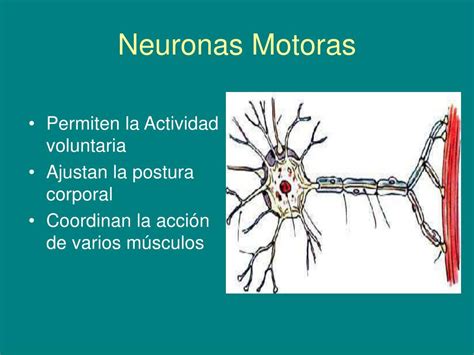 Ppt Neurona Motora Powerpoint Presentation Free Download Id6150706