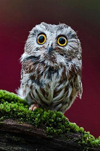 Big Eyed Owl Owl Pet Small Owl Owl