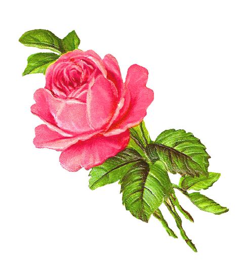 Antique Images Free Pink Rose Digital Download Flower Image Clip Art