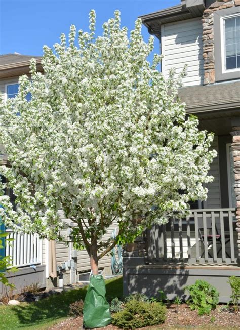 Spring Snow Crabapple Kiwi Nurseries Ltd Spring Snow Crabapple