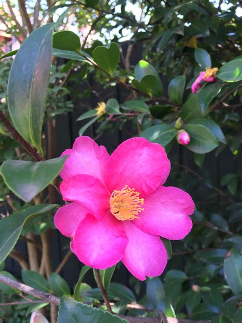 Camellia Sasanqua Pink