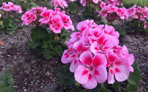 Best Winter Flowers For Florida Gardens Miss Smarty Plants