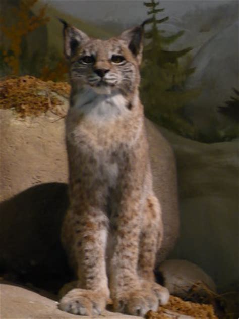 By using our bad harzburg trip tool, you can arrange your visit to haus der natur and other attractions in bad harzburg. Haus der Natur (Bad Harzburg) - Aktuelle 2021 - Lohnt es ...