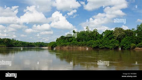 Scenic View Of Wild Tropical Jungle On The Mahakam River East