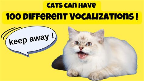 Cats Can Have 100 Different Vocalizations Meowing As A Communication