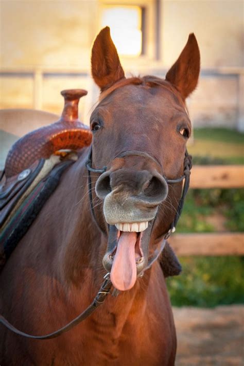 17 Reasons Horses Are Not The Friendly Animals Everyone Says They Are