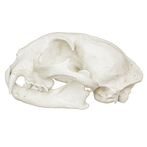 Replica Bobcat Skull Economy — Skulls Unlimited International Inc