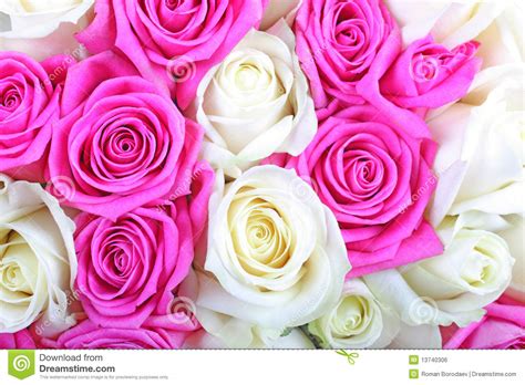 Pink And White Roses Royalty Free Stock Image Image