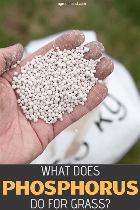 What Does Phosphorus Do For Grass Lawncare Agreenhand Phosphorus