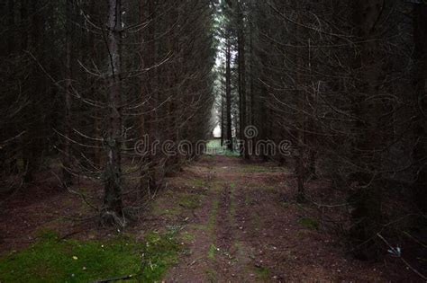 Forest Slender Alleys Of Coniferous Trees And Firs Bright Green Moss