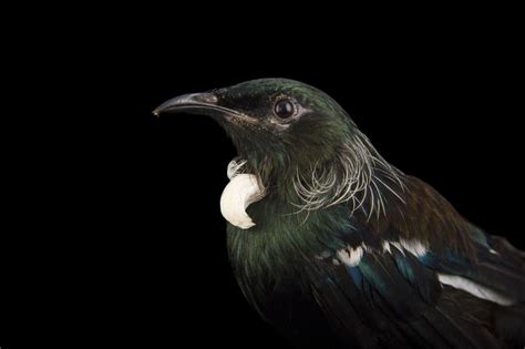 Picture Of A Tui Prosthemadera Novaeseelandiae At Spca Bird Wing A Bird Rehab Center In