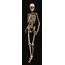 Real Human Skeleton Full Body  Google Search Tattoo Ideas