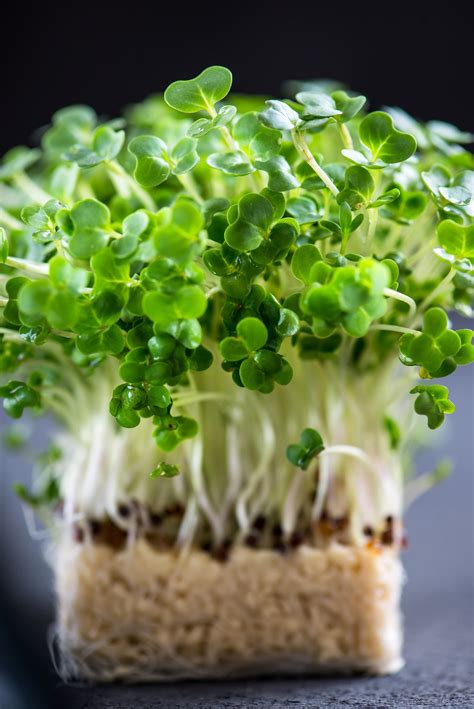 1000 Curled Garden Cress Seeds Non Gmo Heirloom Seeds Etsy