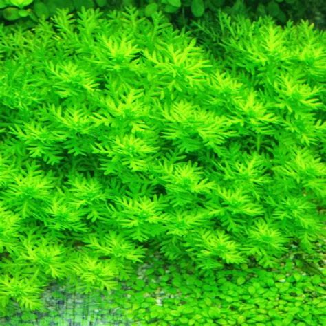 Nah, agar enggak bingung lagi jika tak memiliki aquarium, kamu bisa memanfaatkan tanaman merambat seperti sirih gading untuk ditempatkan di berbagai sudut ruangan dalam rumah. BIOTA AQUATIC PLANT: JUAL ANEKA TANAMAN AIR UNTUK AQUARIUM ...