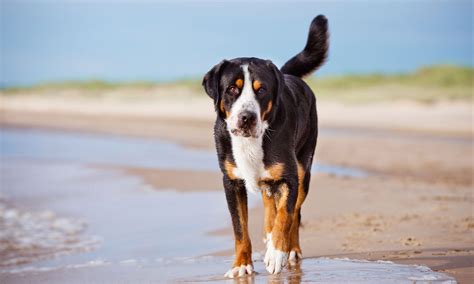 Greater Swiss Mountain Dog Breed Characteristics And Care Bechewy