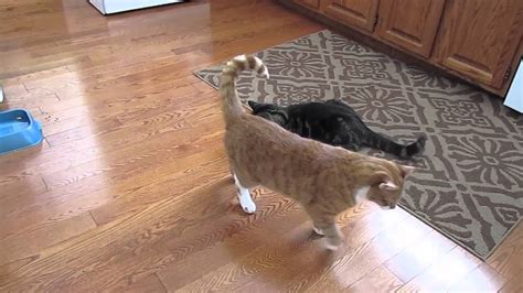 Cat Chasing Laser Light Youtube