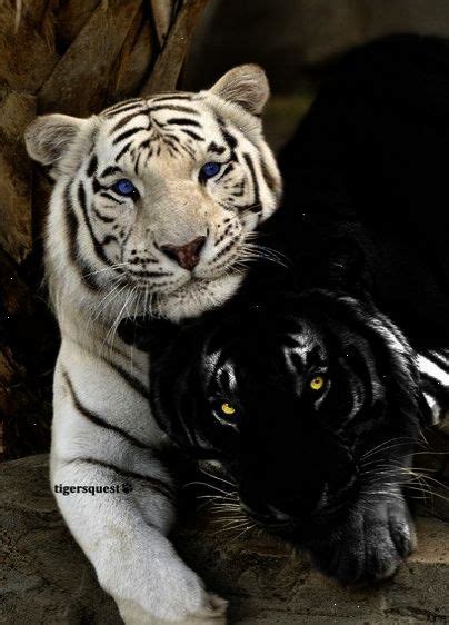 Amazing Wildlife White Tiger And Black Panther Most Beautiful