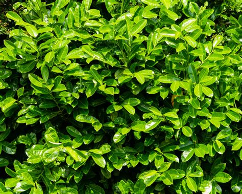 Best Screening Plants 12 Plants To Hide Garden Boundaries And Create