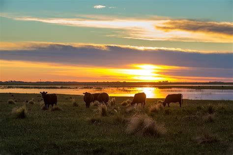 Premium Photo Cattle In Pampas Landscape La Pampa Province Argentina
