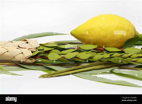 The Lulav And The Etrog Hi Res Stock Photography And Images Alamy