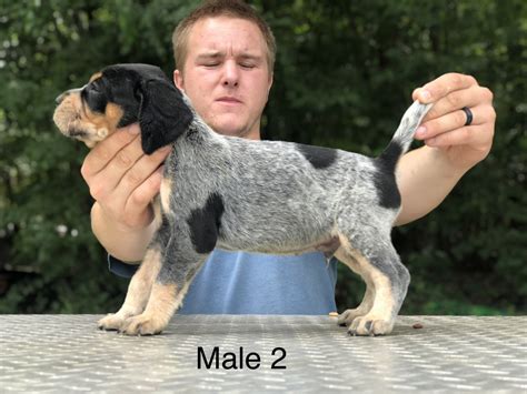 Bluetick puppies are born mostly white, with black markings. Bluetick Coonhound Puppies For Sale | Hookerton, NC #303435