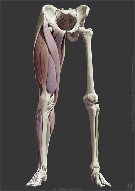 Artstation Leg Anatomy Jekabs Jaunarajs Anatomy Sculpture Leg Anatomy Anatomy Art