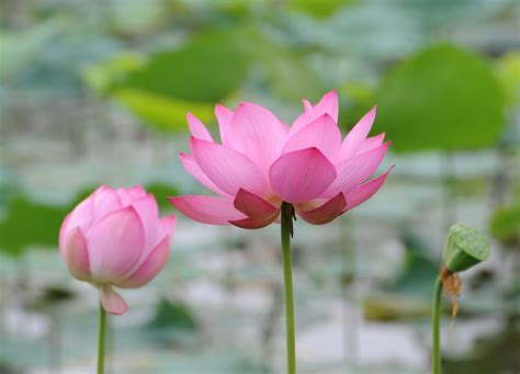 Chinese Lotus Flower