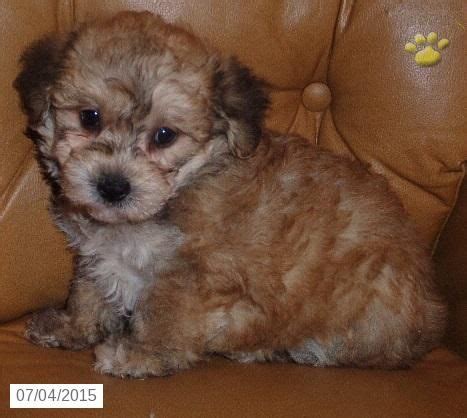 I bought a maltipoo puppy by the name of joyce. Maltipoo Puppy for Sale in Ohio #BuckeyePuppies | Maltipoo puppy, Maltipoo puppies for sale ...