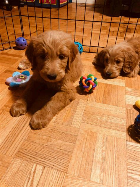 In kalamazoo we've found 47 libraries and public institutions that offer publicly funded internet access points. Red beautiful Mini Goldendoodle F1b golden retriever poodle FOR SALE ADOPTION from Ann Arbor ...