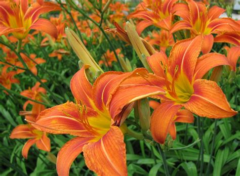 Flowers that bloom every year without replanting. Green Thumb Secrets: Eight Colorful Perennials to Fill in ...