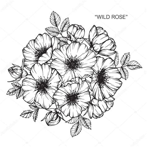 Pictures Wild Rose Sketch Wild Rose Flower Drawing And Sketch With