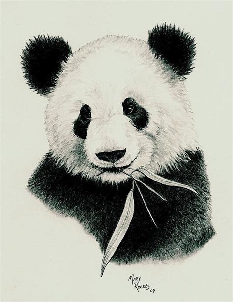 Koleksi Panda Sketch Wallpaper Wallpaper Papan